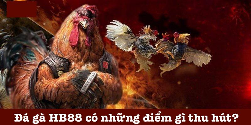 Các ưu điểm của đá gà HB88 Các ưu điểm của đá gà HB88