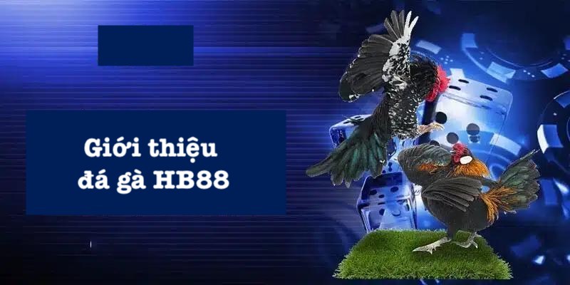 Đôi nét đá gà HB88 hấp dẫn Đôi nét đá gà HB88 hấp dẫn