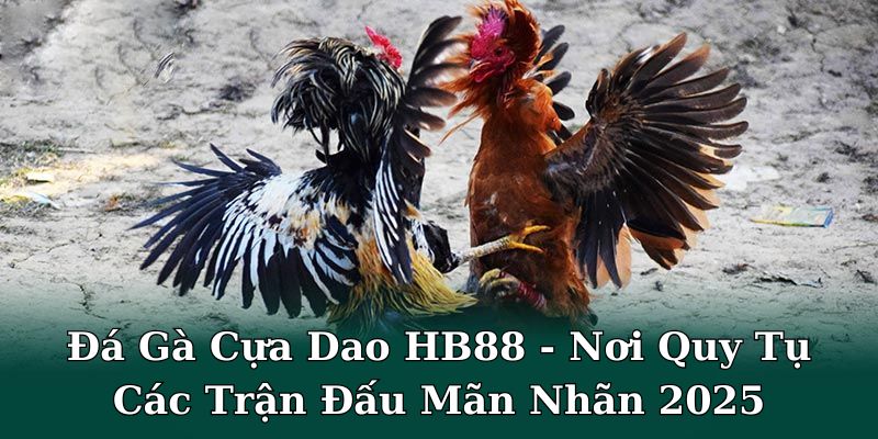 đá gà cựa dao