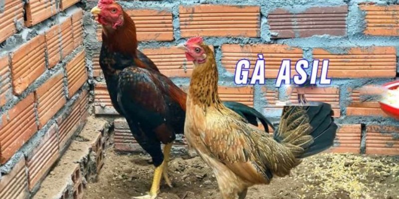 Gà Asil với lối đánh phản công hiểm hóc, đầy chiến thuật Gà Asil với lối đánh phản công hiểm hóc, đầy chiến thuật