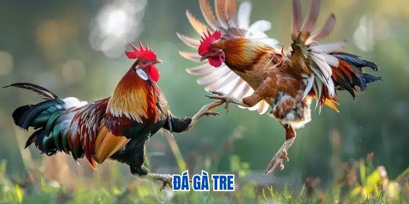 Đá gà tre Đá gà tre