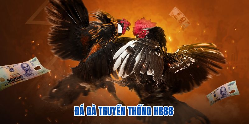 Đá gà truyền thống HB88