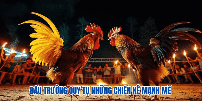 Đấu trường quy tụ những chiến kê mạnh mẽ Đấu trường quy tụ những chiến kê mạnh mẽ